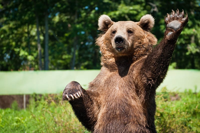 Bear waving goodbye!