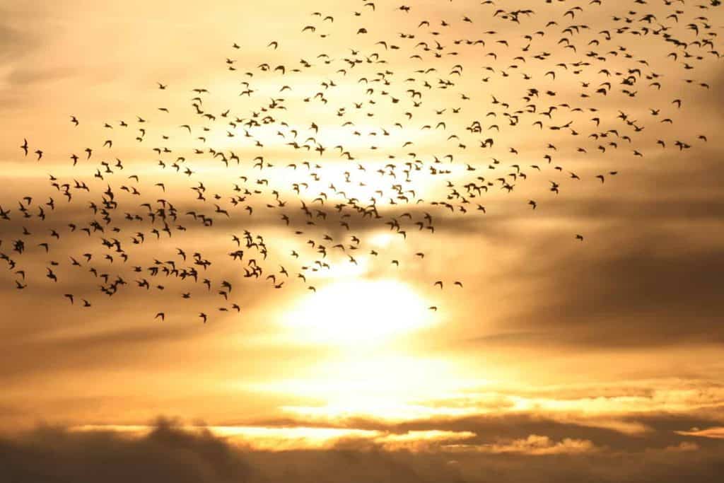 Starlings