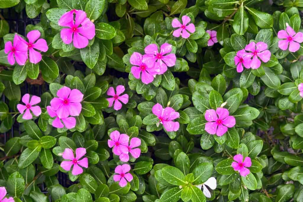 Summery Flowers